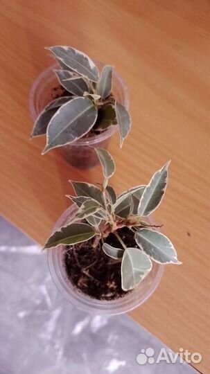 Фикус бенджамина