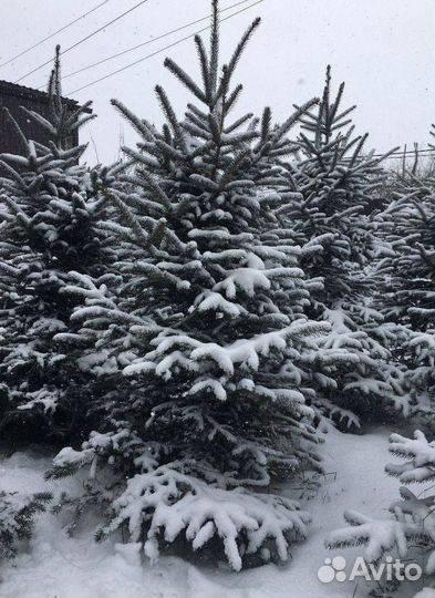 Ели живые от 2.5м