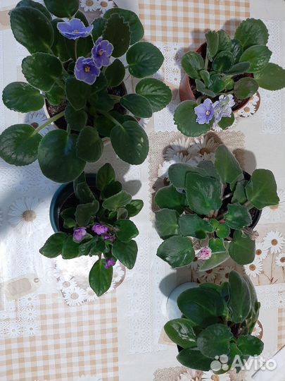 Аглоонема, Герань, Сансевиерия, Фиалки