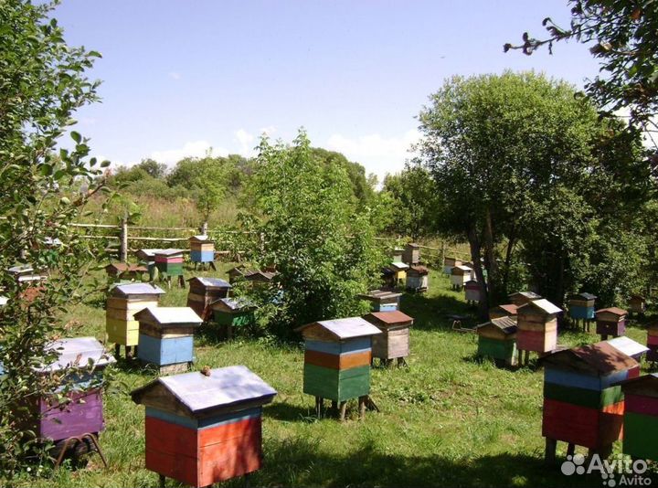 Мёд натуральный алтайский оптом