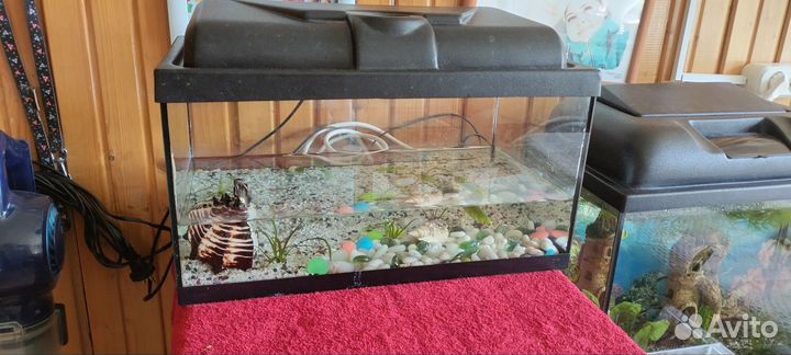 Аквариум/рыбки/Гуппи малёк