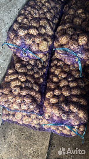 Картофель гала