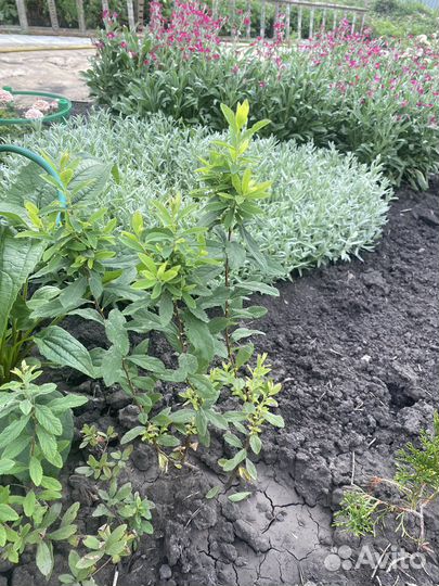 Спирея Билларда