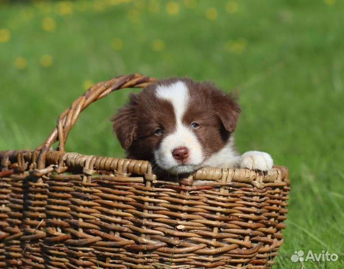 Бордер колли