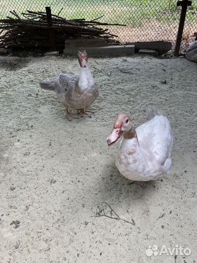 Мускусные утки тяжелые линии