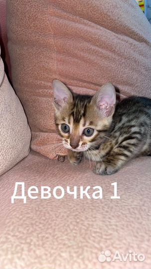 Бенгальская кошка