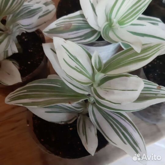 Традесканция