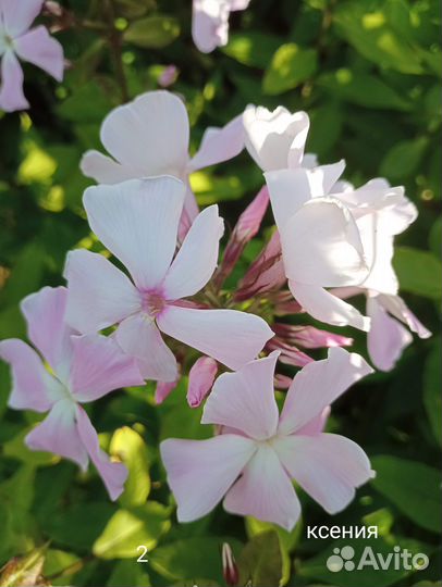 Флоксы сортовые