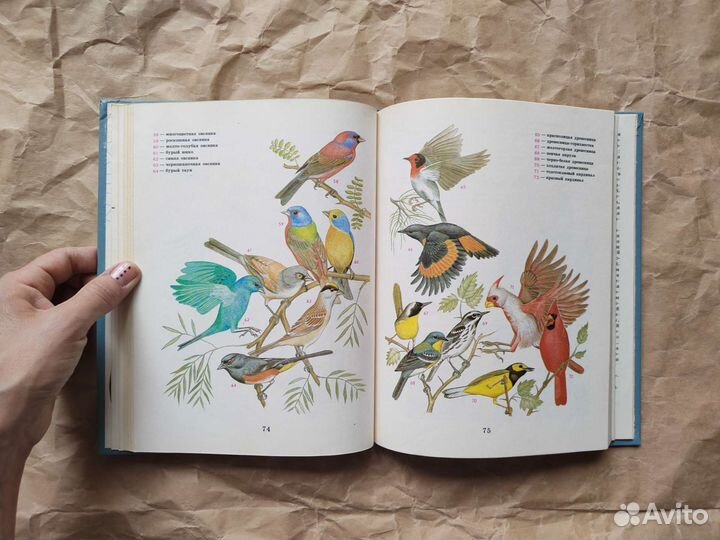 Птицы разных материков, Бёме цветные иллюстрации