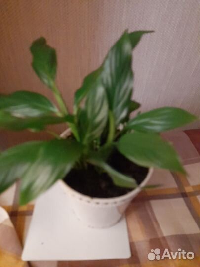 Комнатные цветы