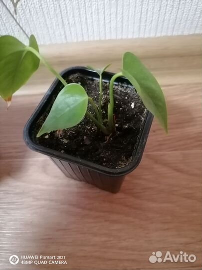 Комнатные цветы