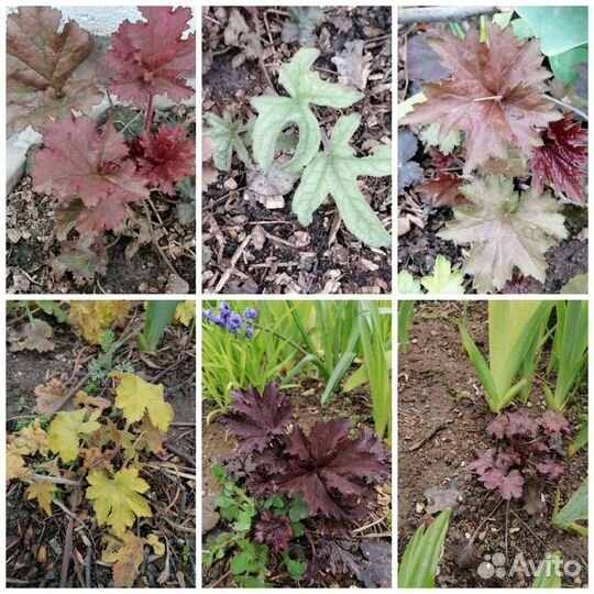 Многолетники,гейхеры, хосты, трициртис, живица, ир