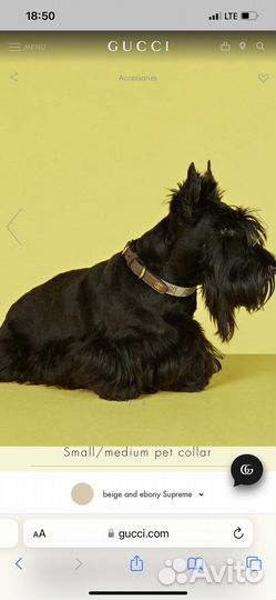 Ошейник для собак поводок gucci