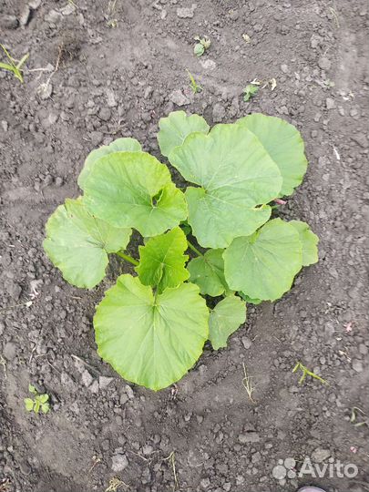 Семена тыквы