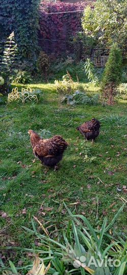 Орпингтон золотоокоймленный