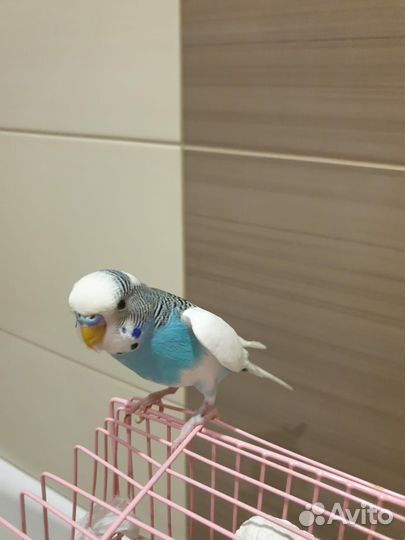 Волнистый попугай самец