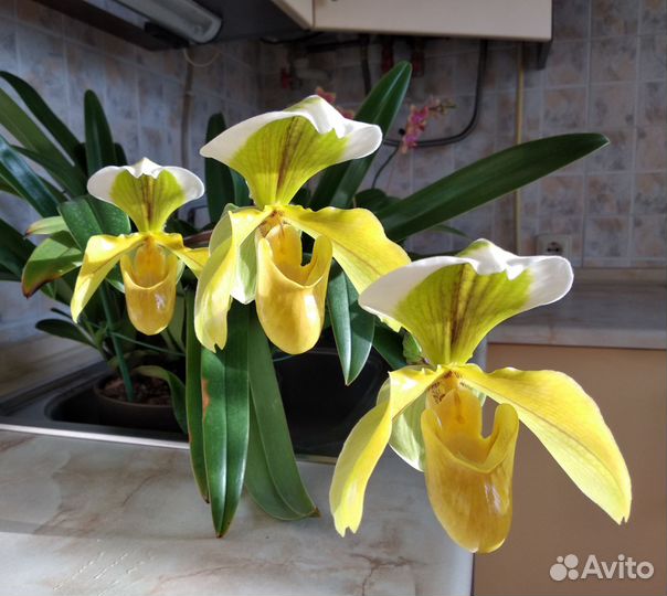 Орхидея paphiopedilum