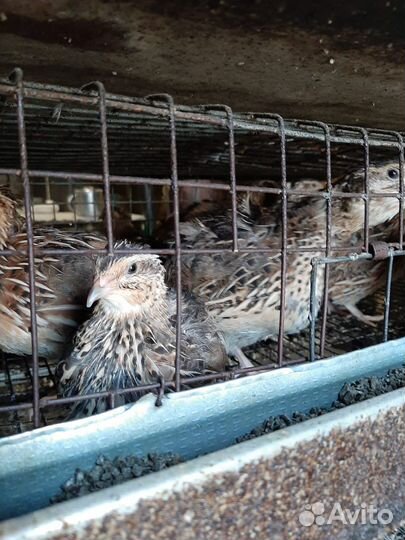 Перепела несущки доставка