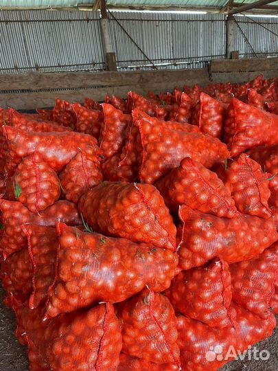 Лук репчатый оптом свежеперебранный