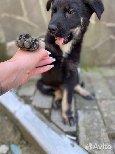 Восточноевропейская овчарка