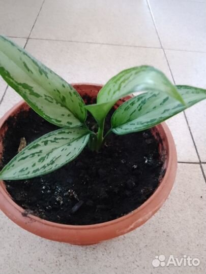Аглаонема. Без горшка