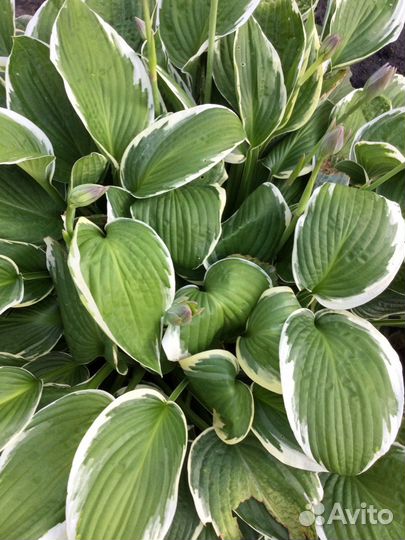 Цветы садовые