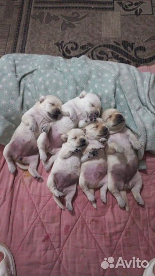 Лабрадорчики