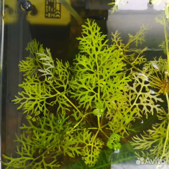 Сомики анциструсы, гуппи, чёрные Молли