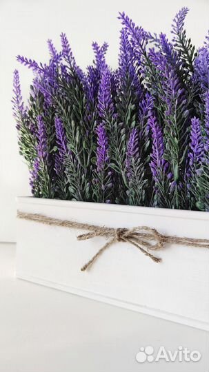 Лаванда в кашпо