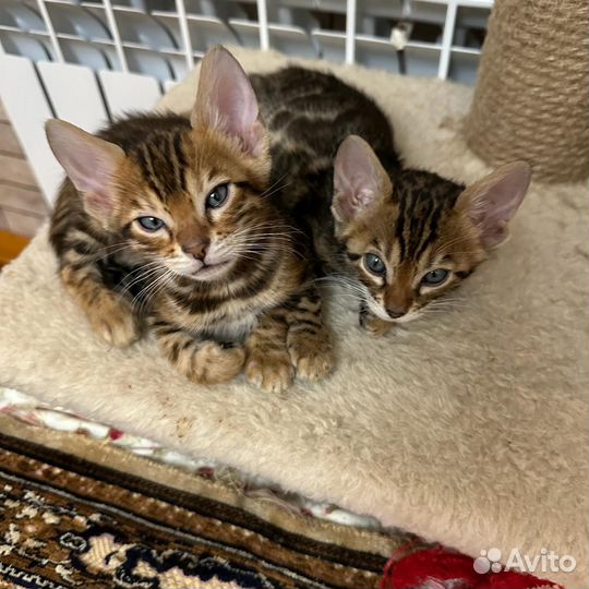 Бенгальские котята