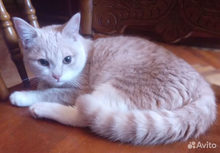 Рыженький и полосатенький шотландский котёнок