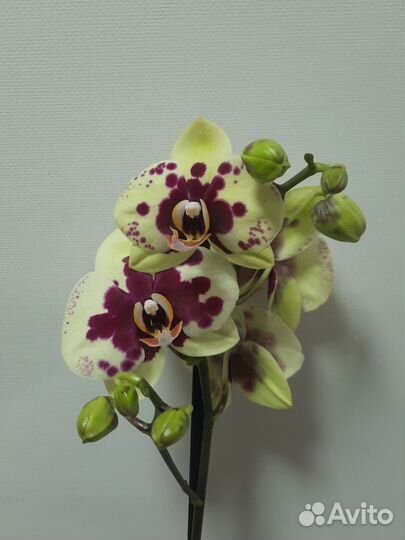 Орхидея фаленопсис Амадора