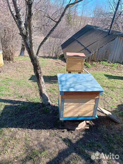 Продам пчелосемьи