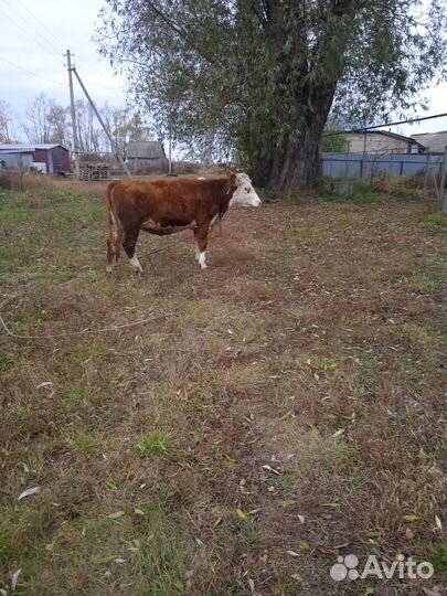 Телка стеленая