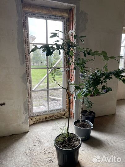 Лимонное дерево