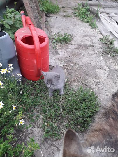 Котятки в добрые руки