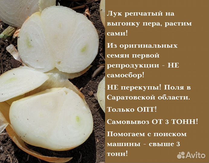 Лук на зелень Штутгарт оптом