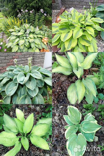 Садовые многолетние цветы