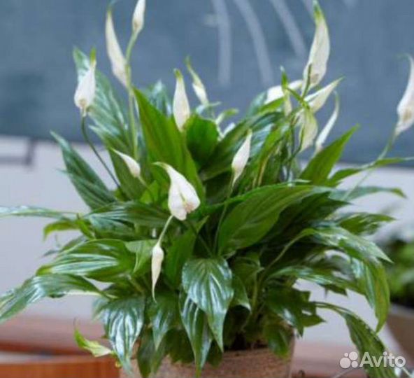 Спатифиллум Шопен