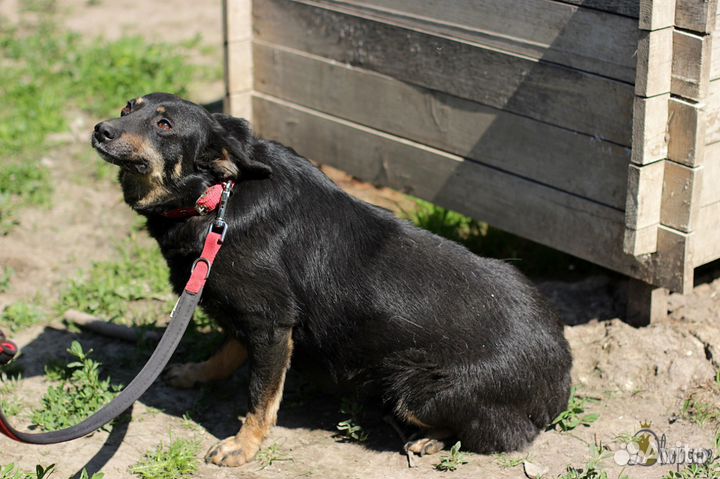 Милая Чернушка 35 см в холке, в добрые руки
