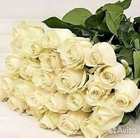 Высокие розы Гигантские розы Доставка цветов