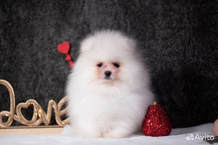 Шпицуля белокрем