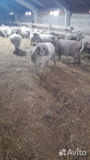 Овцы бараны