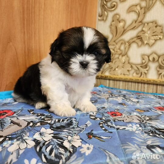 Щенки ши-тцу. Купить ши-тцу в питомнике