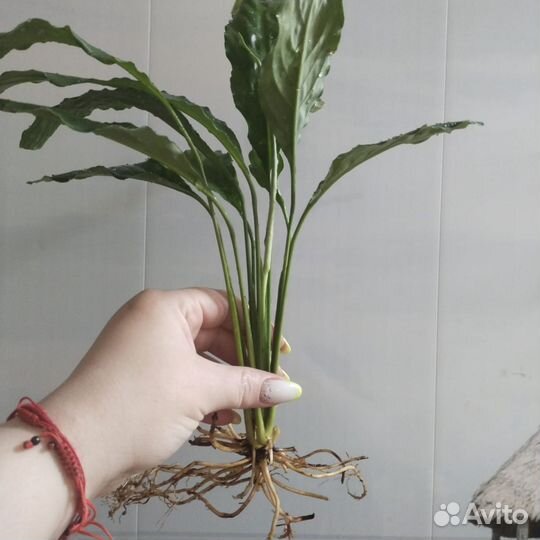 Спатифиллум