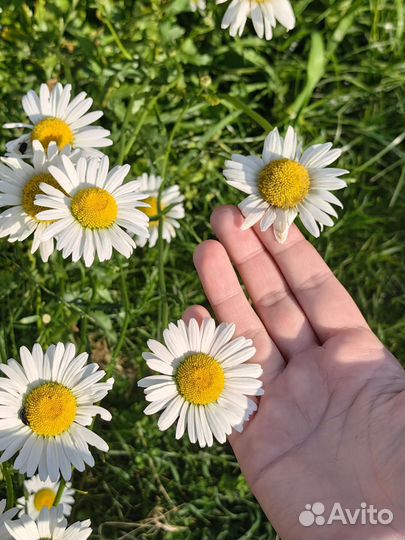 Нивянник, садовая ромашка, многолетник