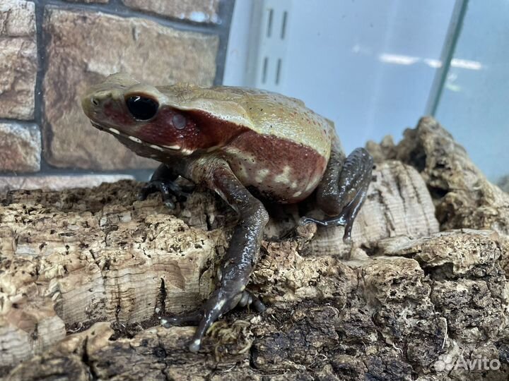 Бурая жаба Bufo guttatus