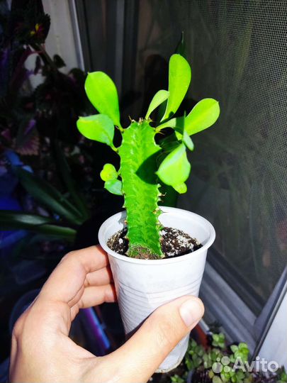 Церопегия Вуда, молочаи, кактусы, хавортии, алоэ