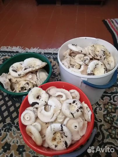 Грибы грузди свежие