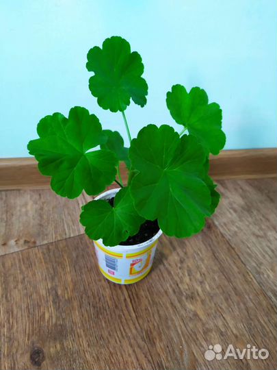 Комнатные цветы. Гиппеаструм, хлорофитум, герань